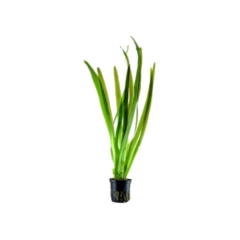 Planta acvariu Vallisneria Americana Gigantea Tropica - imagine 4